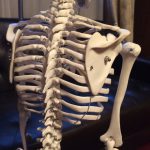 腹式呼吸vs胸式呼吸(肋骨は動く)