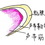 地声と裏声のしくみ