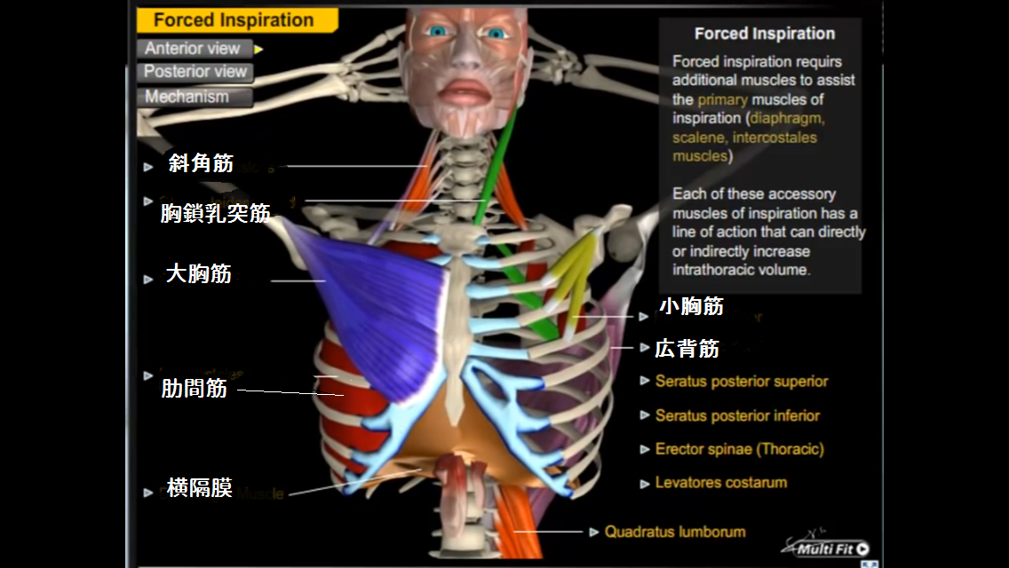 腹式呼吸vs胸式呼吸 動画で肋骨や筋肉の動きを見てみよう