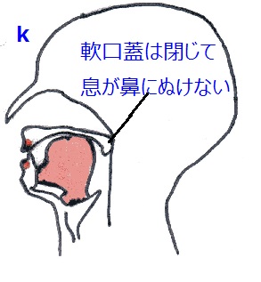 日本語の発音（口の中の舌や軟口蓋、顎はどの様に動くのか？