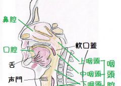 声楽の木俣時子です 頭蓋骨の響き