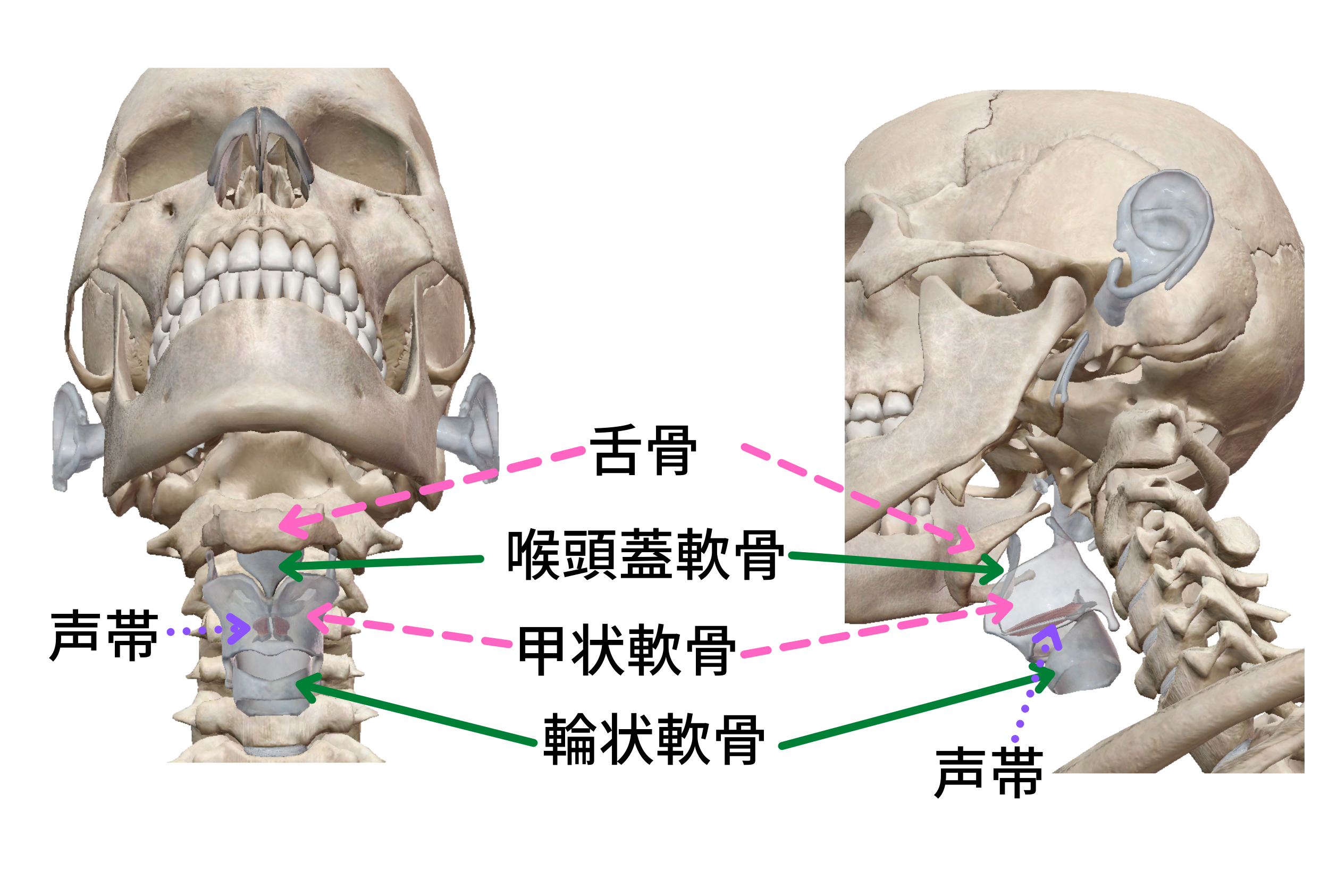 喉の構造 基礎編 甲状軟骨 輪状軟骨 舌骨の位置
